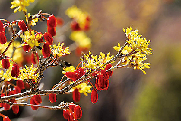 茱萸 zhūyú dogwood
