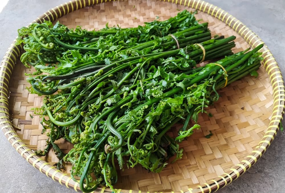 Vegetable Fern