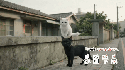 貓咪跳下牆 jumping down off a wall