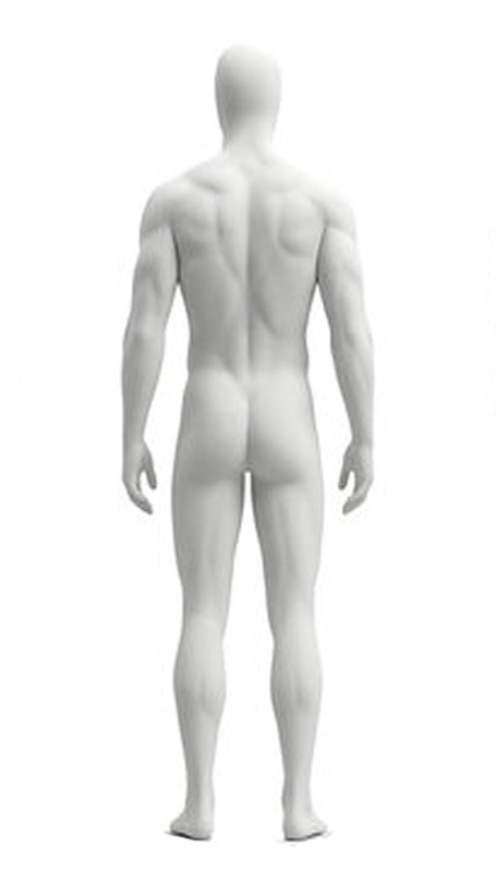 3D 背面直立人體模型