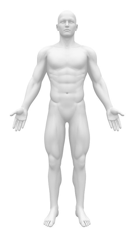3D 正面直立人體模型